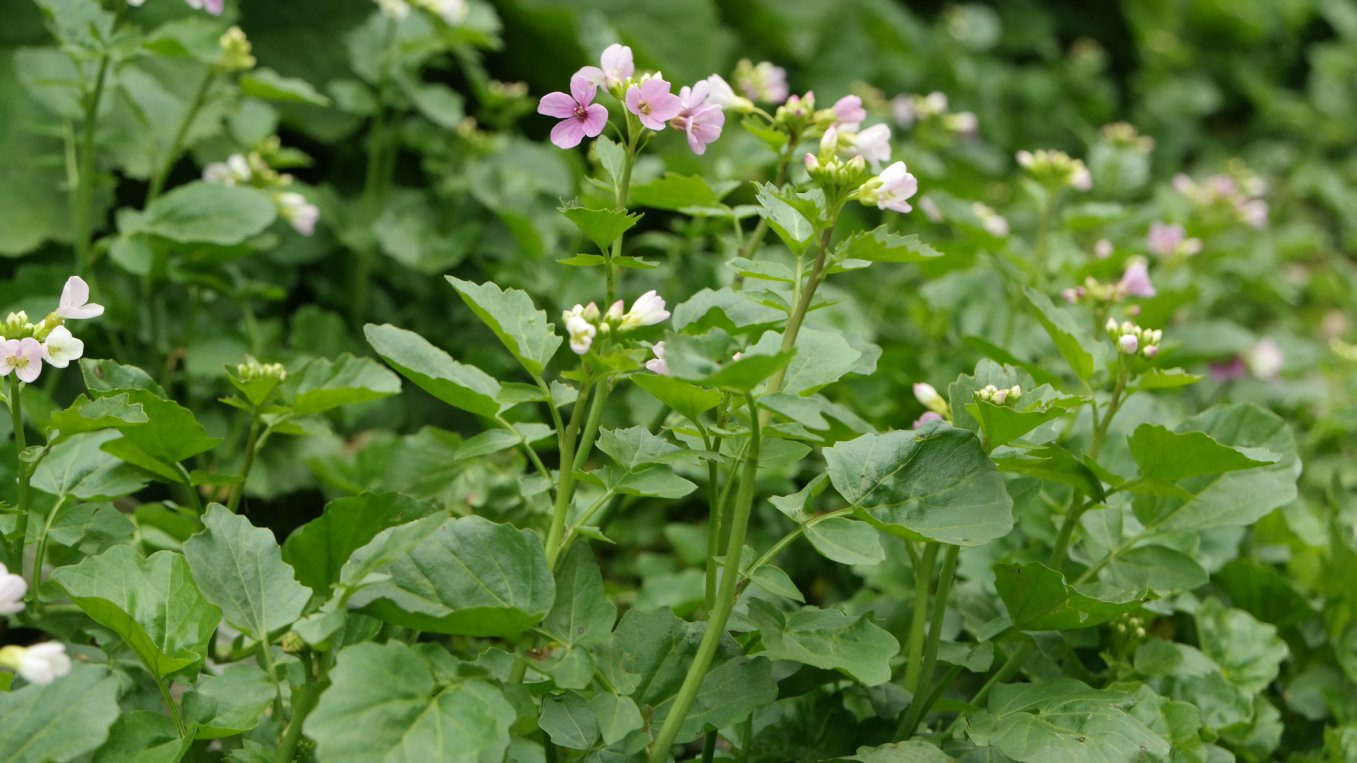 Image of Cardamine seidlitziana specimen.