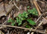 Polycarpon tetraphyllum