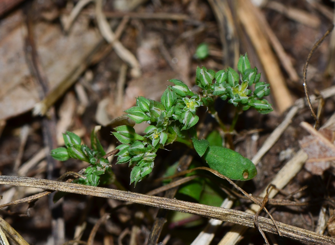 Image of Polycarpon tetraphyllum specimen.