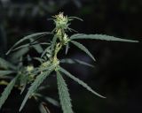 Cannabis sativa var. spontanea