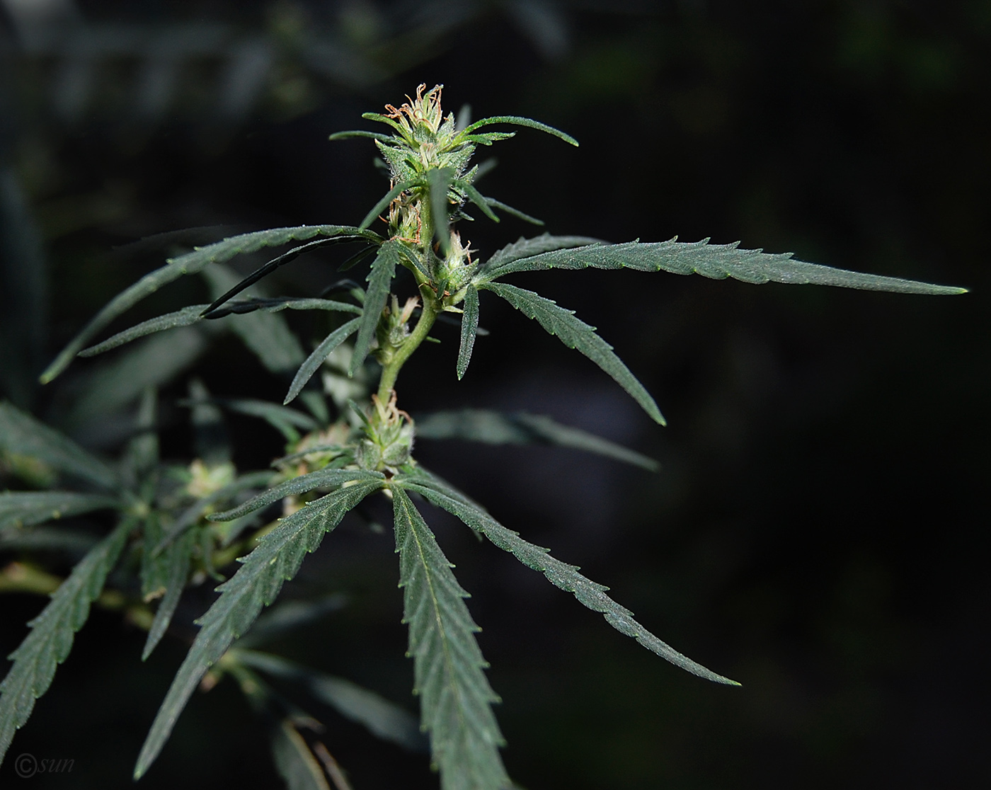 Image of Cannabis sativa var. spontanea specimen.