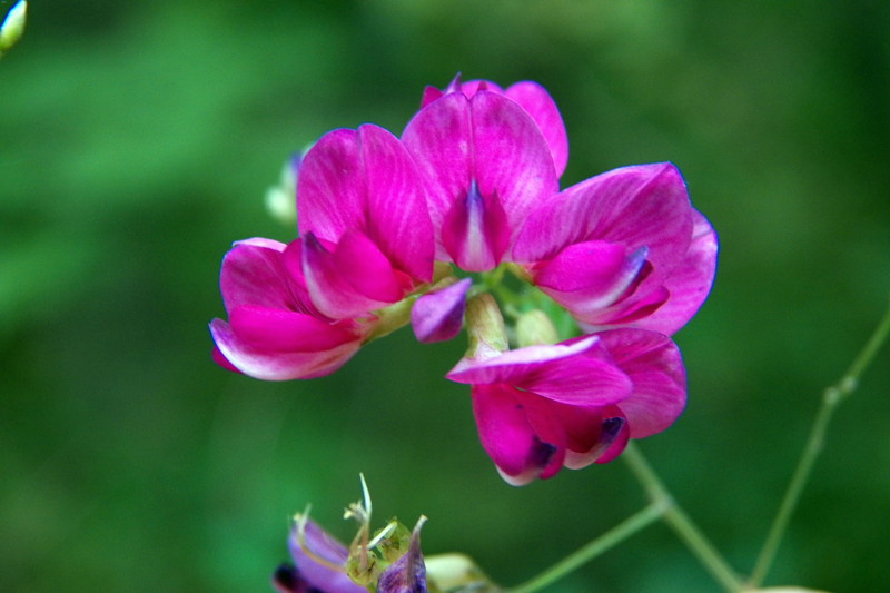 Image of Lespedeza bicolor specimen.