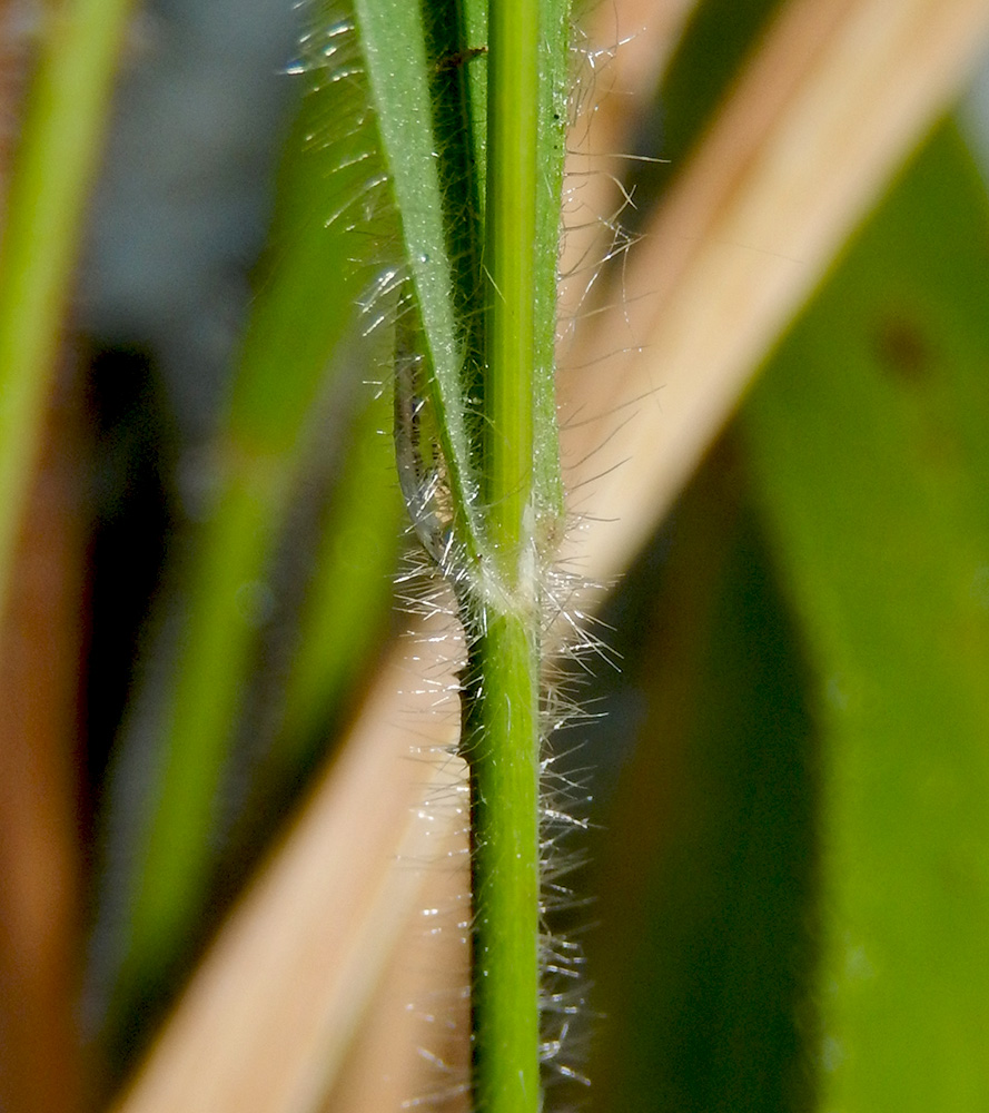 Image of Brachypodium sylvaticum ssp. pubescens specimen.