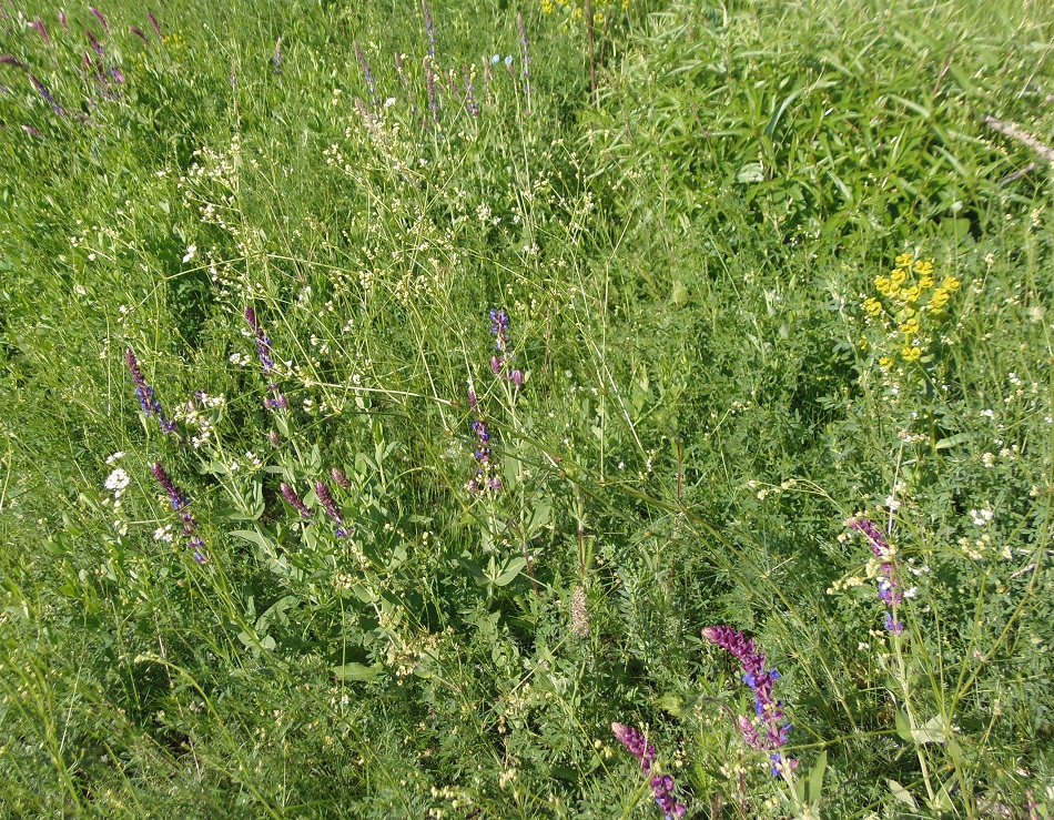 Изображение особи Galium octonarium.