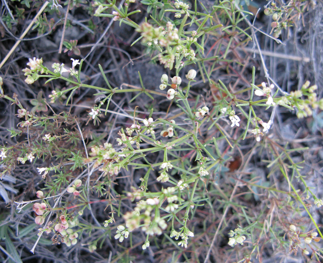 Изображение особи Asperula exasperata.