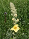Verbascum ovalifolium. Соцветие с цветком и бутонами. Украина, Запорожский р-н, Дурная балка, разнотравная степь. 07.06.2016.