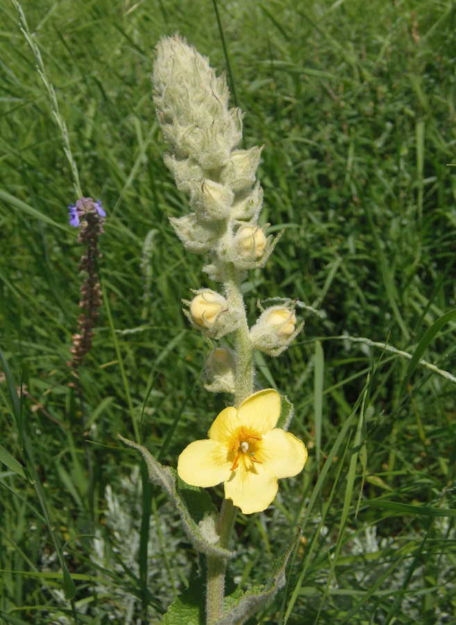 Image of Verbascum ovalifolium specimen.