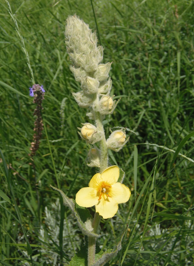 Изображение особи Verbascum ovalifolium.