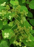 Hydrangea petiolaris