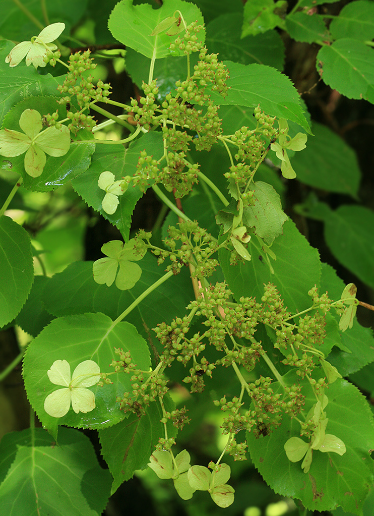 Изображение особи Hydrangea petiolaris.