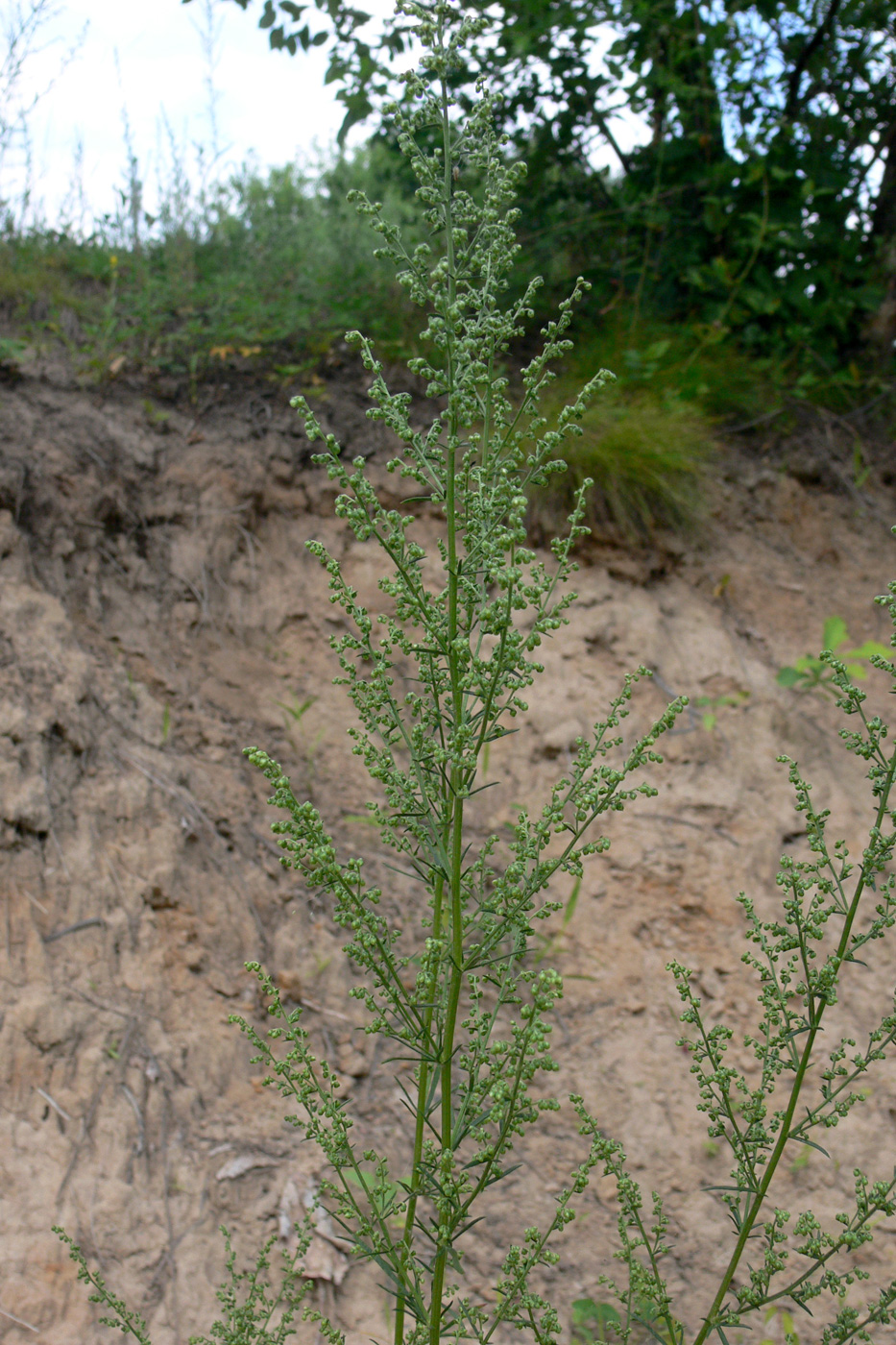 Изображение особи Artemisia palustris.