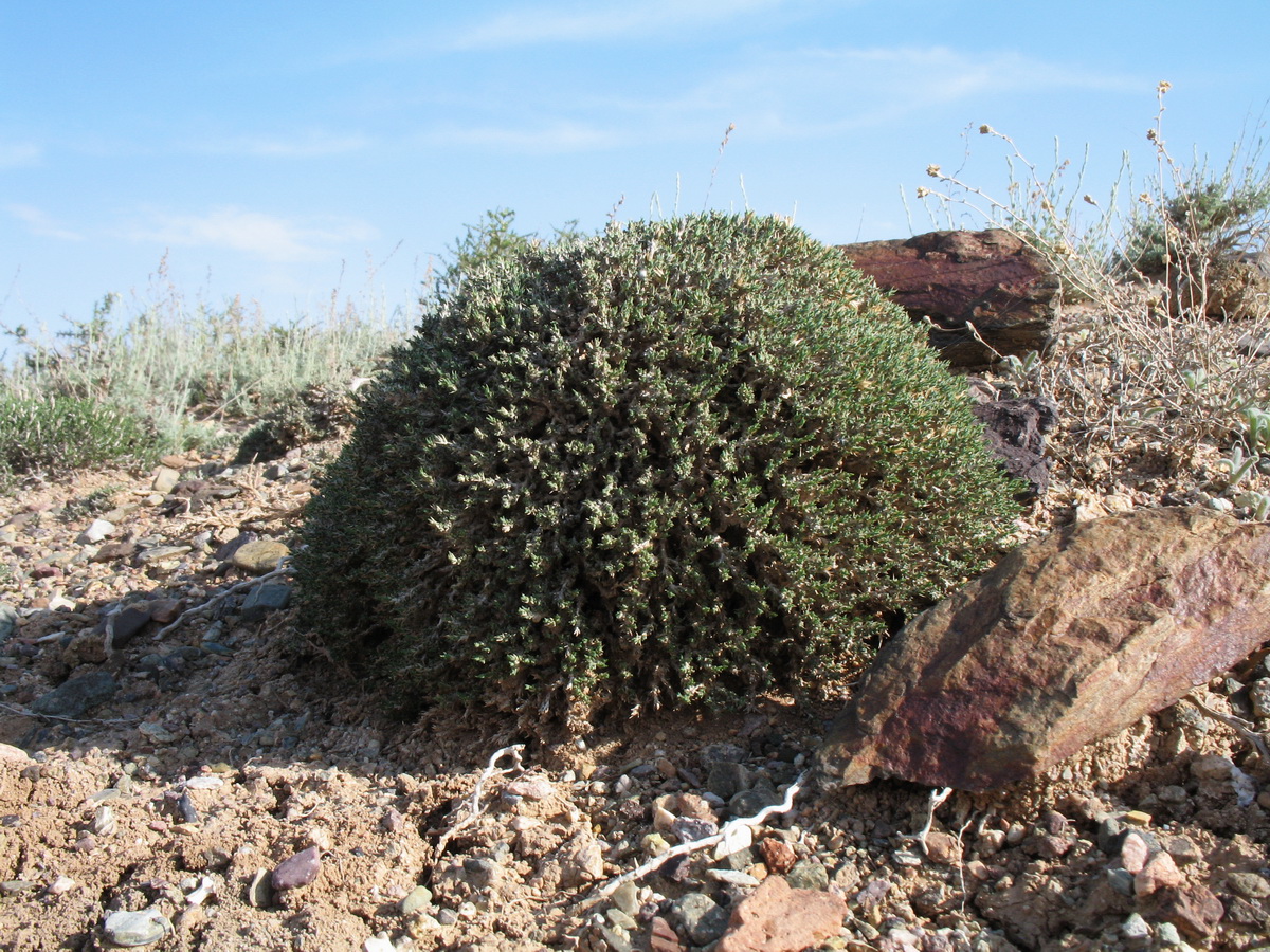 Image of Nanophyton iliense specimen.