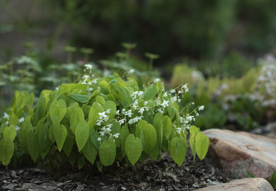 Image of Epimedium × setosum specimen.