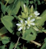 Cerastium glomeratum