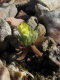 Ceratocephala platyceras. Цветущее растение. Крым, Байдарская долина, обочина дороги. 28 марта 2010 г.