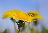 Taraxacum officinale