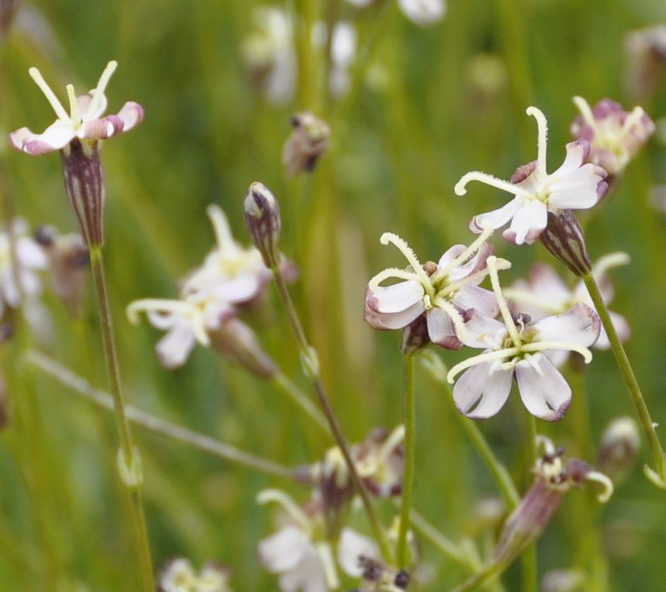 Image of Silene parnassica specimen.