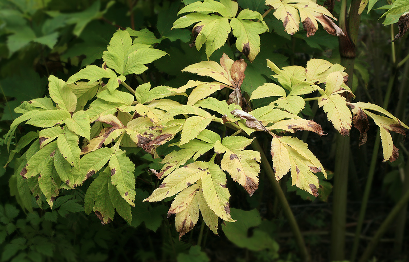 Image of Angelica ursina specimen.