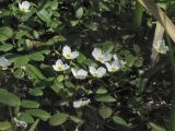 Luronium natans. Плавающие листья и цветки на поверхности воды. Нидерланды, провинция Drenthe, река Oostervoortsche Diep между деревнями Norg и Donderen. 5 июля 2009 г.