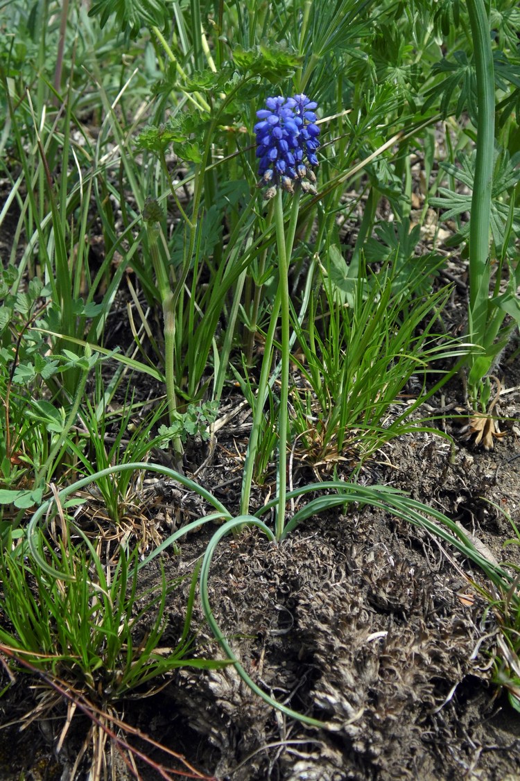 Изображение особи Muscari neglectum.