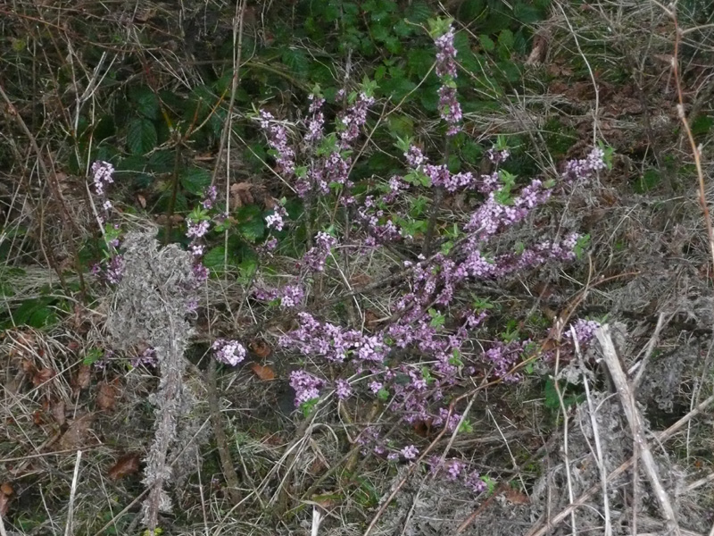 Image of Daphne mezereum specimen.