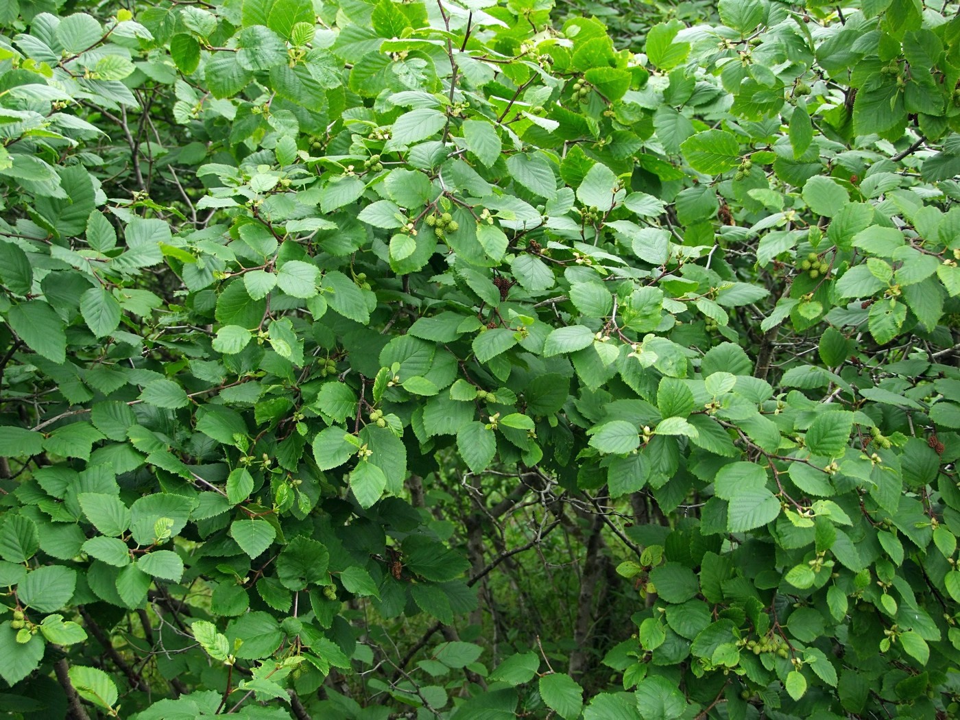 Image of Duschekia fruticosa specimen.