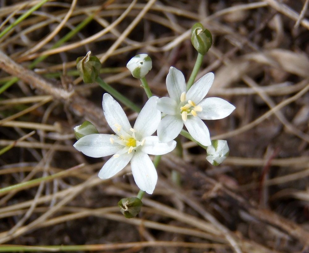 Image of Ornithogalum kochii specimen.