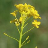 Bunias orientalis