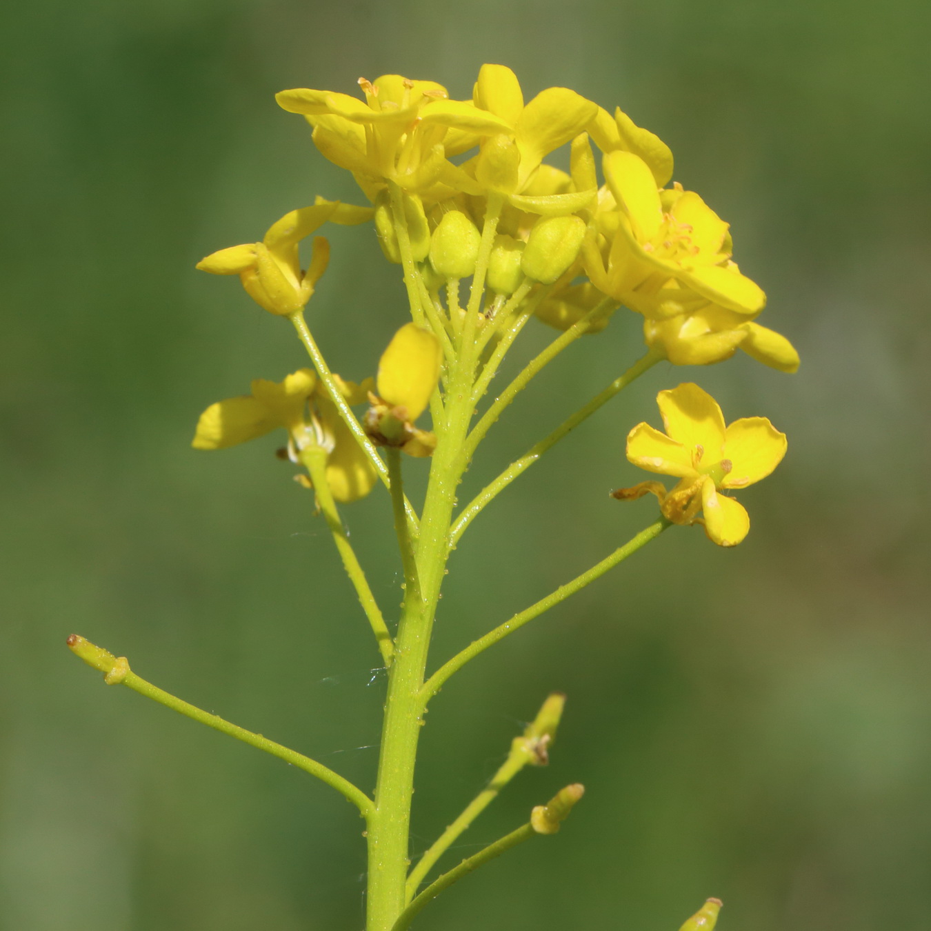 Image of Bunias orientalis specimen.