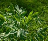 Valeriana officinalis