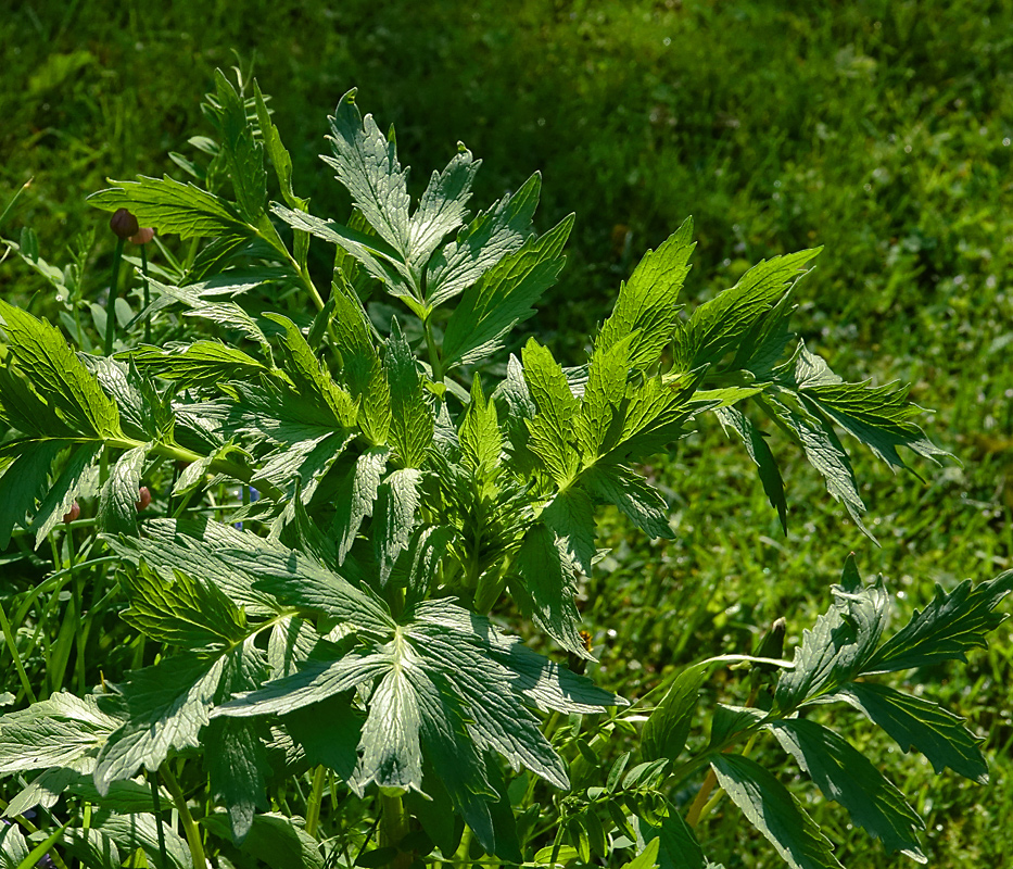 Изображение особи Valeriana officinalis.