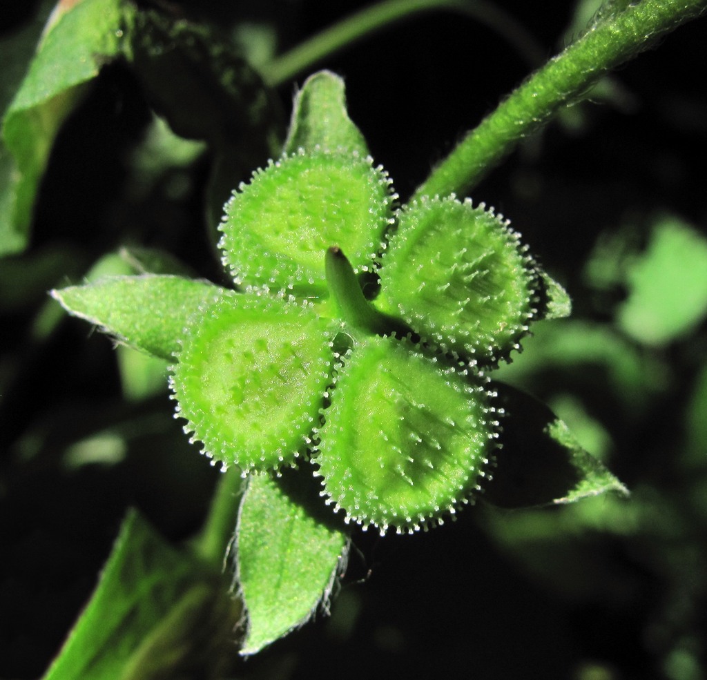 Изображение особи Solenanthus biebersteinii.