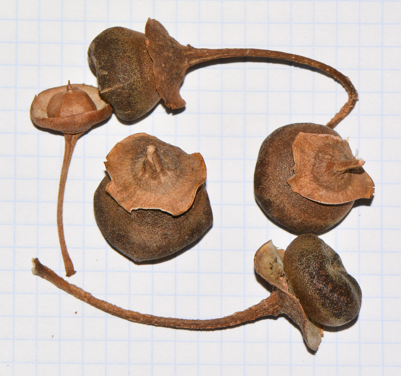 Image of Thespesia populnea specimen.