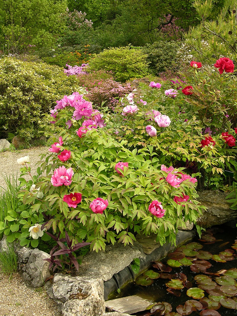 Изображение особи Paeonia suffruticosa.