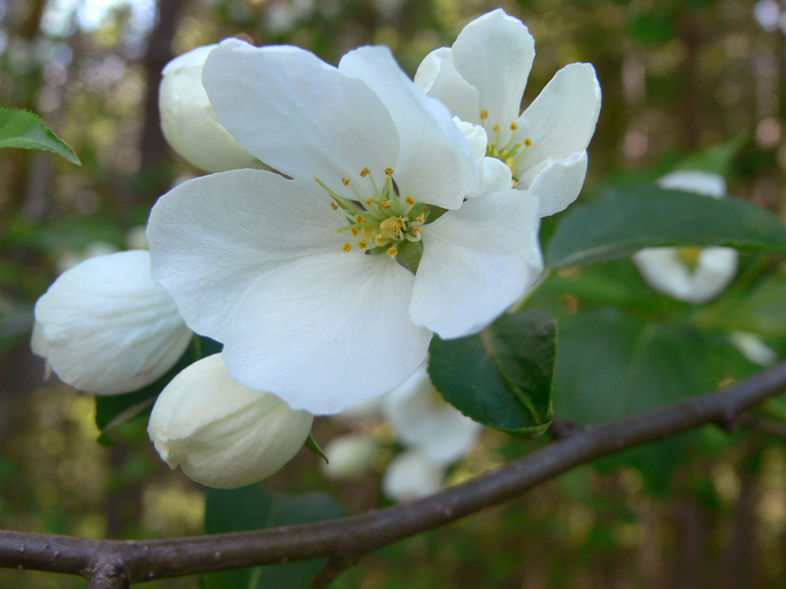 Image of Malus baccata specimen.