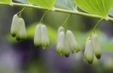 Polygonatum multiflorum