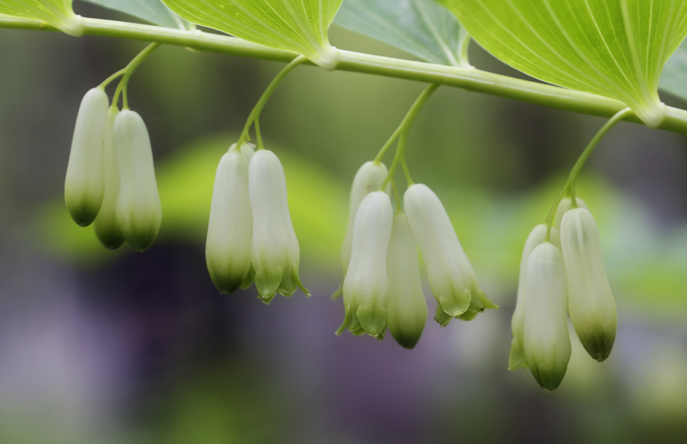 Image of Polygonatum multiflorum specimen.