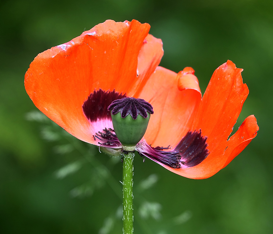 Image of Papaver setiferum specimen.