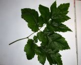 Cimicifuga foetida