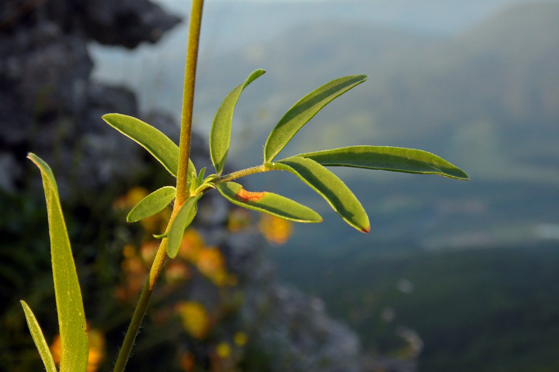 Image of Anthyllis lachnophora specimen.