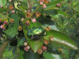 Cotoneaster lucidus. Листья, цветки и кормящаяся бронзовка металлическая (Protaetia metallica). Ульяновск, Заволжский р-н, Парк 40-летия ВЛКСМ. 14.06.2017.