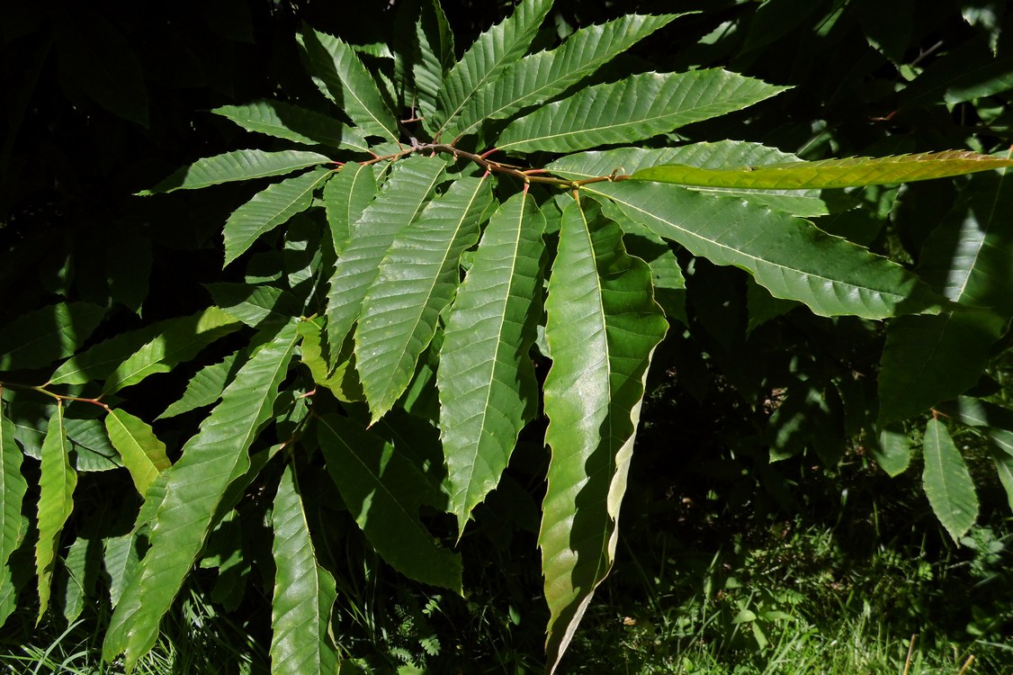 Image of Castanea sativa specimen.