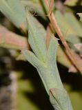 Ruschia perfoliata. Верхушка побега. Израиль, Шарон, г. Тель-Авив, ботанический сад \"Сад кактусов\". 25.07.2017.