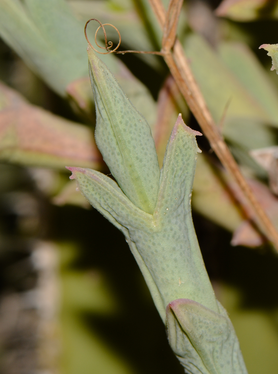 Image of Ruschia perfoliata specimen.
