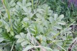 Potentilla anserina