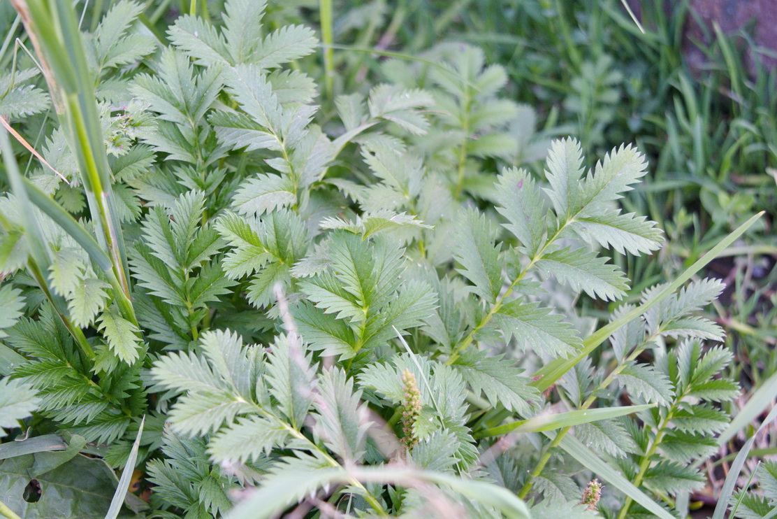 Image of Potentilla anserina specimen.