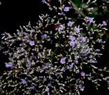 Limonium coriarium