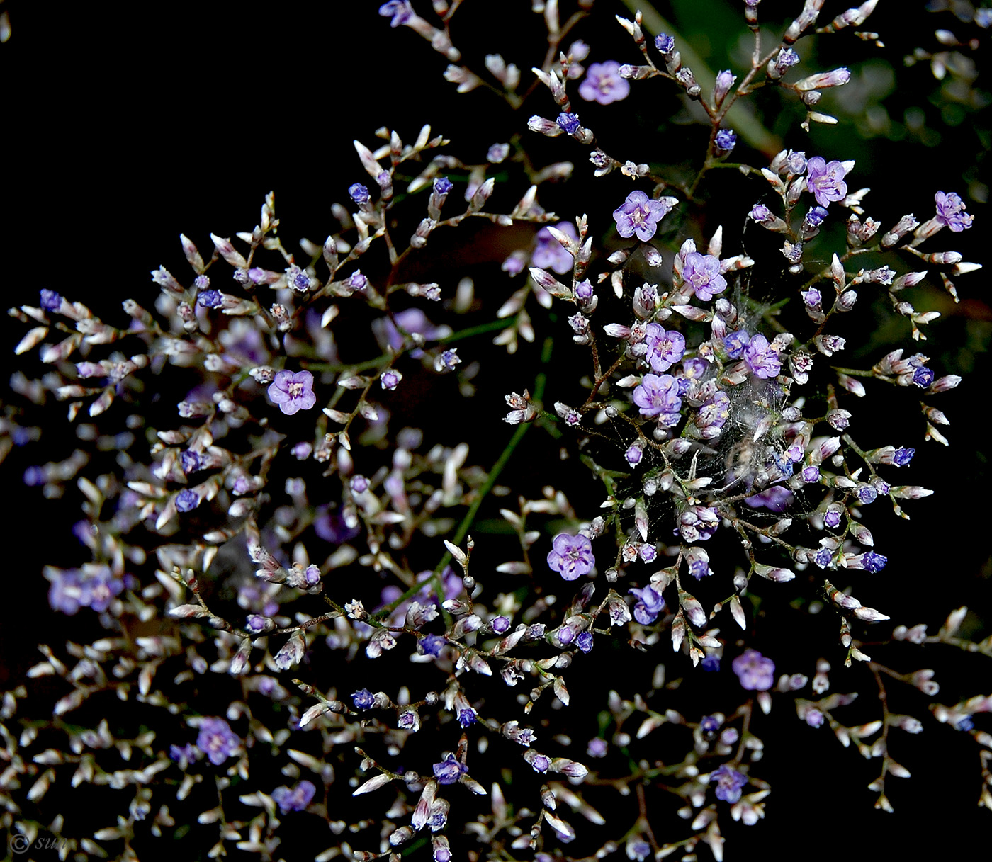 Image of Limonium coriarium specimen.