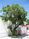 род Plumeria