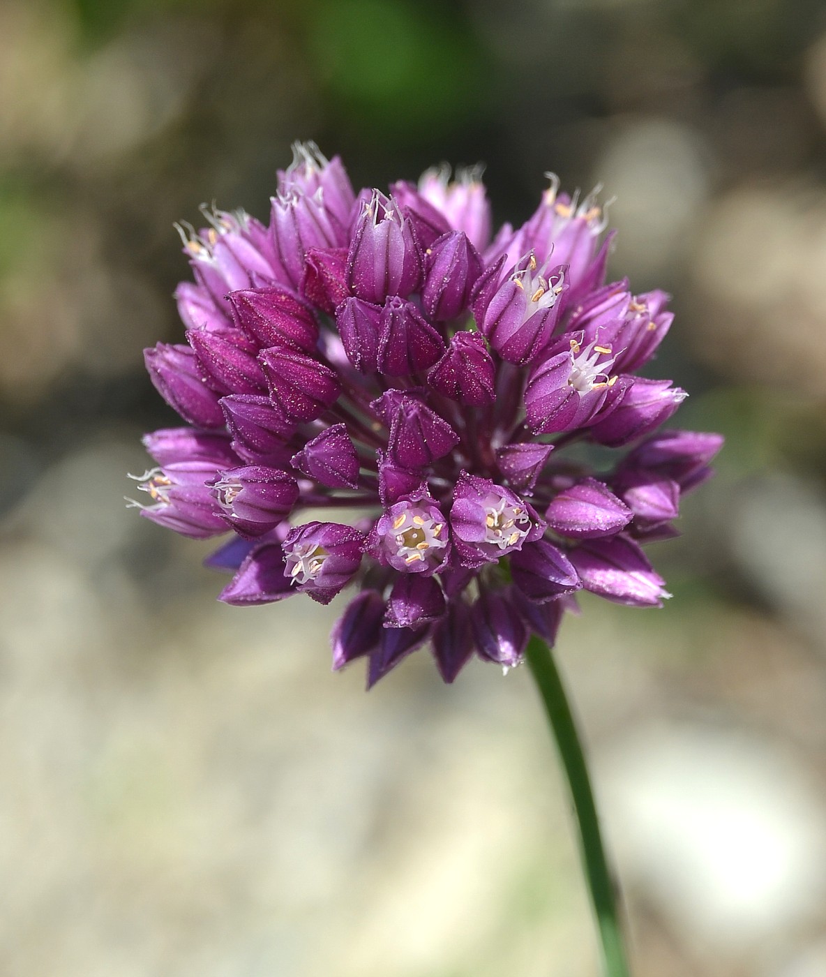 Image of Allium rotundum specimen.